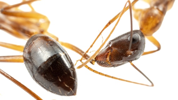 Ants perform life saving operations &mdash; the only animal other than humans known to do so