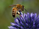 Honeybee dance styles can help other bees find food