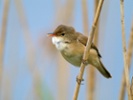 Birds navigate using magnetic inclination, declination