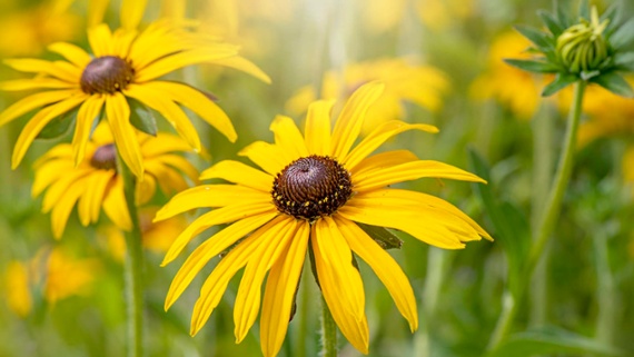 How to grow black-eyed Susan – for months of dazzling blooms to enjoy