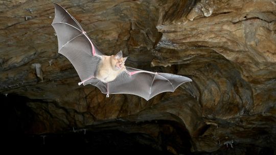 Earth's first bats didn't come from where we thought, landmark genetic study reveals