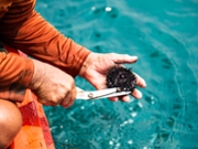 Fishermen use scissors to cut the spines of sea urchins to give visitors a taste of the meat and eggs inside.