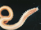 Sea worms reproduce by growing mini worms on their tail