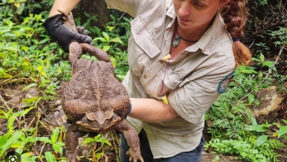 'Monster cane toad' dubbed 'Toadzilla' found in Australia