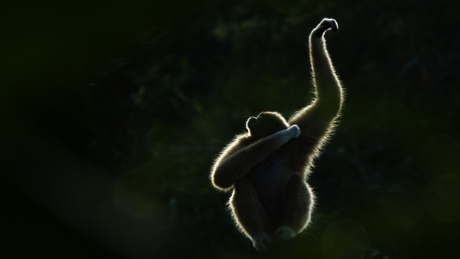 Female gibbons 'vogue' and dance like robots &mdash; and make sure they have an audience