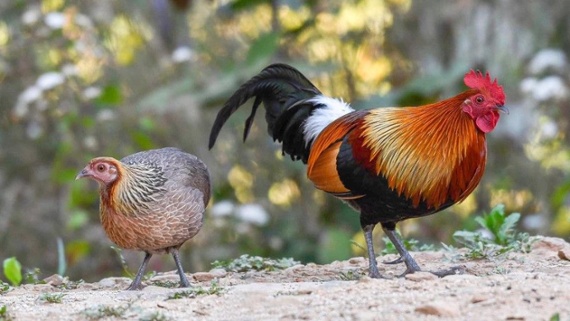 Domesticated chickens could wipe out their wild ancestors - by having sex with them