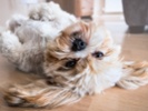 Homes that work great for pets high on some buyers' list