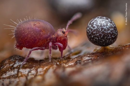 Wildlife Photographer of the Year 2025 opens for entries today!