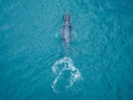 Humpback whales loved exfoliating with each other