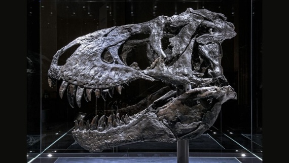 Famous T. rex had a bone infection, new medical scans reveal