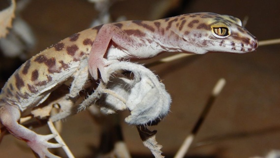 'Berserker' geckos slam scorpions into oblivion before eating them, epic new footage shows