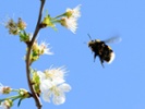 The more trees and bees, the better you might feel