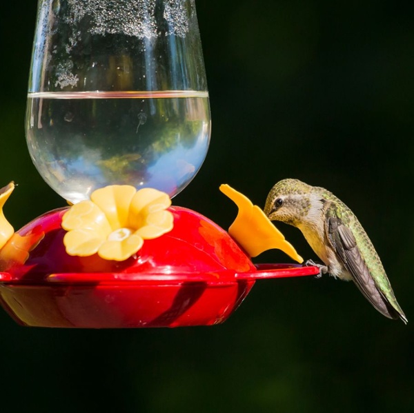 When should I take my hummingbird feeder down?