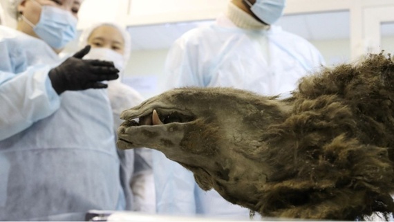 'Prehistoric' mummified bear discovered in Siberian permafrost isn't what we thought