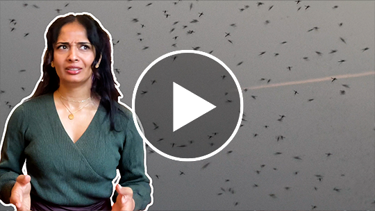 Could mosquitoes have changed the course of human history?