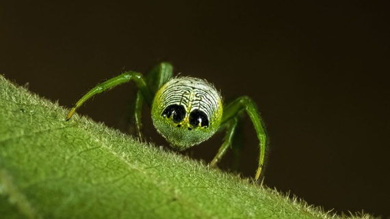 Anal bulbs, detachable butt hairs and booty camouflage: Welcome to #InverteButtWeek on Twitter