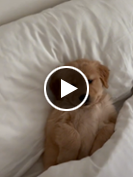 TikTok falls in love with puppy who won't get out of bed