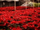 The poinsettia's journey from Mexico to holiday staple