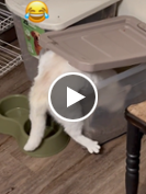 Sassy the cat lives up to her name