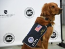 Miami Heat to use dogs to screen fans for coronavirus