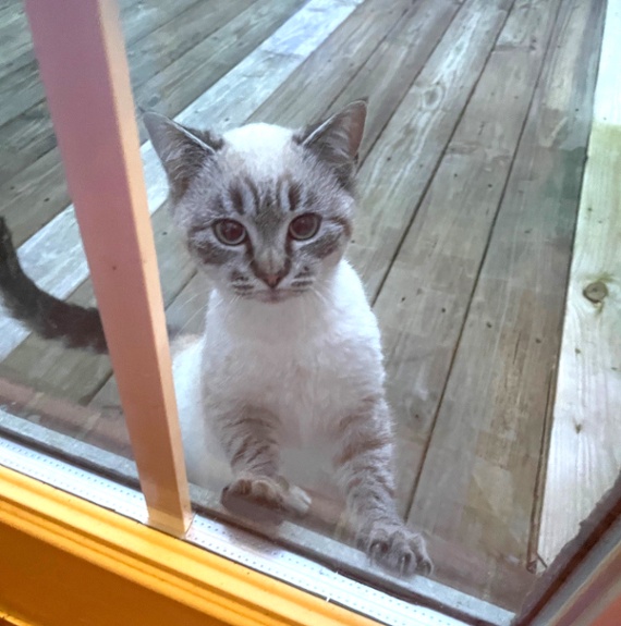 Hello? Can I come in please?