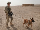 Army improves hearing protection for its working dogs