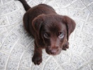 Puppies' popularity puts the focus on canine influencers