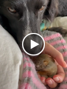 Dog rescues and befriends baby squirrel in viral TikTok