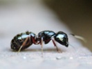 Hold the salt & pepper! Ants could be the new spice