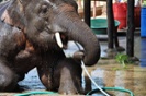 Young elephant disrupts older elephant's showers