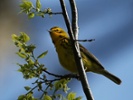Are North American birds getting smaller?