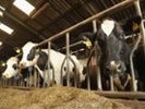 Pa. dairy farm embraces high-tech tools