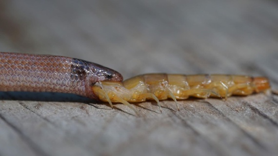 Rare Florida snake found dead after choking on a giant centipede