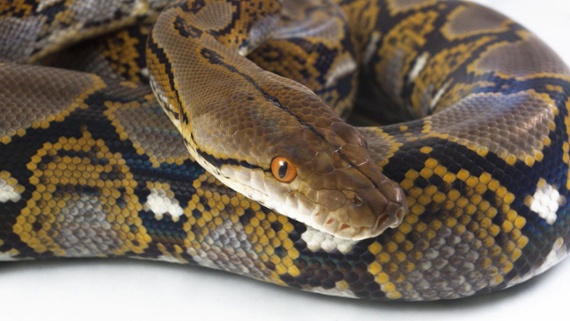 Missing woman's body discovered in the stomach of 22-foot-long python in Indonesia
