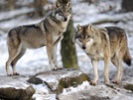 A grey wolf laps migrating caribou ... six times!