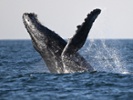 Whale songs reveal similarities to human speech