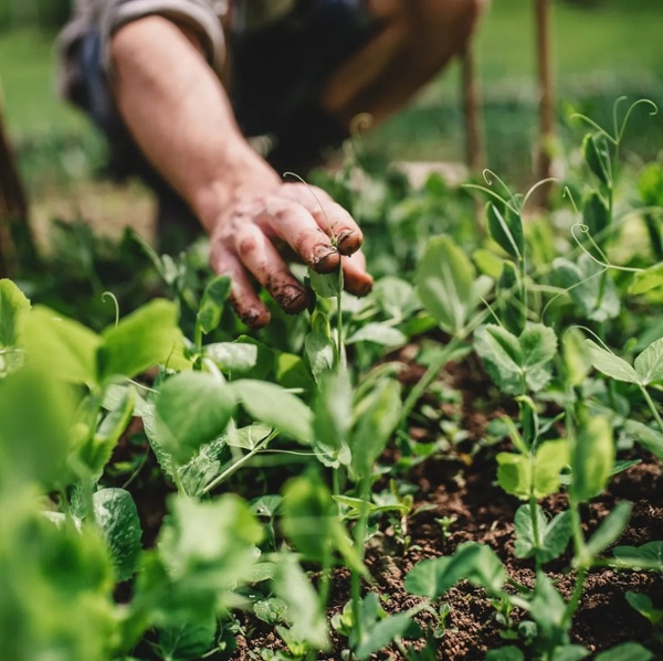 7 vegetables to plant in October