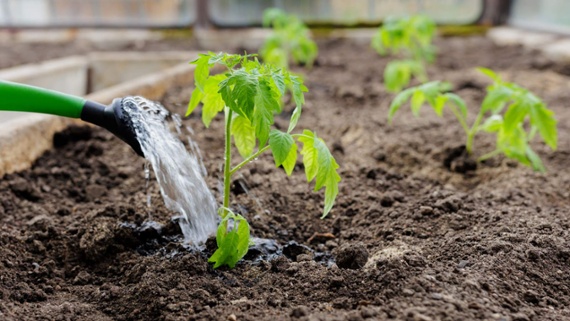 This is the best time of day to water a vegetable garden – experts reveal the ideal hours to water, and the times to avoid