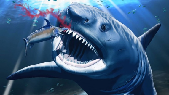 What caused this massive megalodon's mega-toothache?