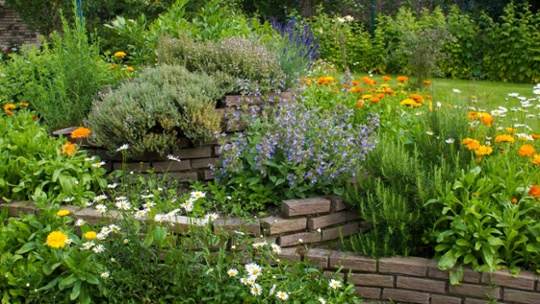 9 drought-resistant plants that will thrive in your yard during the hot, dry summer