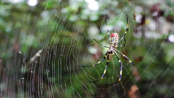 Millions of palm-sized, flying spiders could invade the East Coast, scientists say