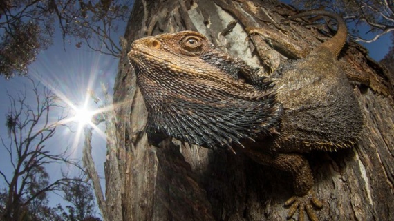 Basking dragon takes the top spot at this year's British Ecological Society photography competition