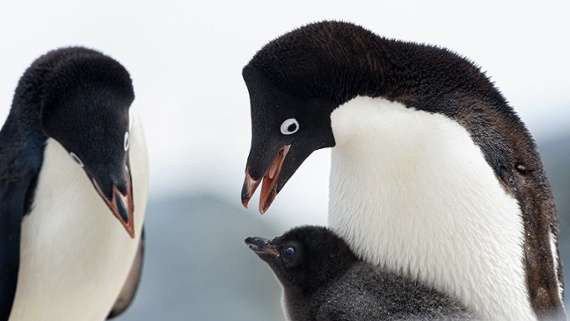 Over 60 million years ago, penguins abandoned flight for swimming. Here's how.