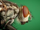 Can't swat that fly? This might be why