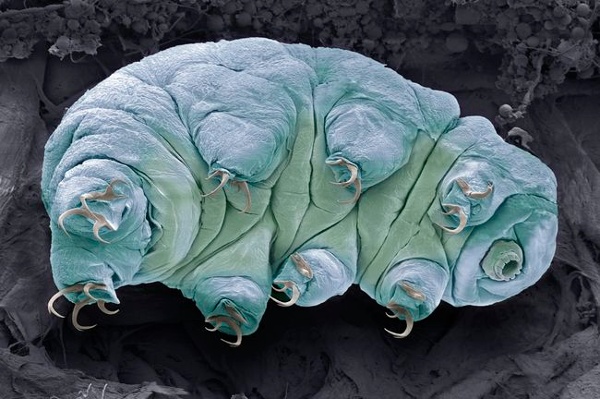 How can Tardigrades survive space and lethal radiation?