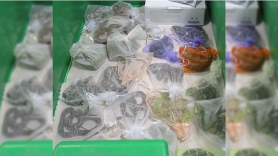 Man caught at Mexican border allegedly had more than 50 reptiles stuffed into his clothing