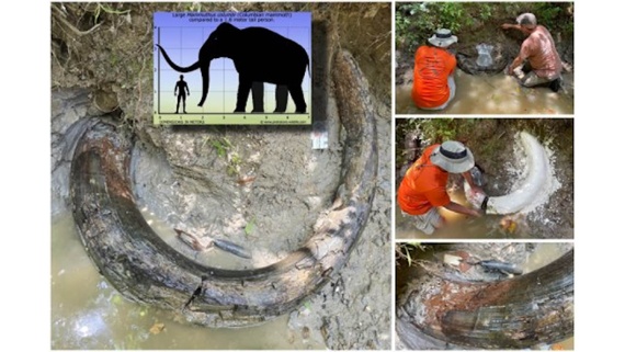 Huge mammoth tusk discovered sticking out of Mississippi streambed