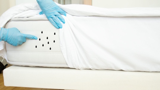 Mattress cleaning - 3 essential oils that get rid of bed bugs fast