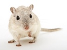 Mice recognize themselves in the "mirror test"