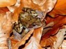 Frogs' ultrasound calls might ward off predators